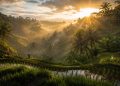 Lever de soleil doré sur les rizières en terrasses de Tegallalang à Ubud, Bali.