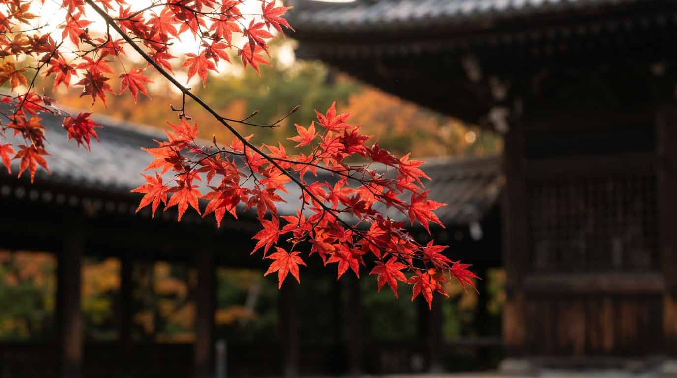 Le Japon en automne : pourquoi je repartirais à cette saison 4 Branche d'érable japonais momiji rouge vif en contre-jour devant un temple à Kyoto.